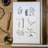 Imprimée en 1889, les légumineuses. Planche botanique ancienne.