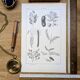 Printed in 1889, legumes. Antique botanical plate.