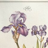 Iris botanical board