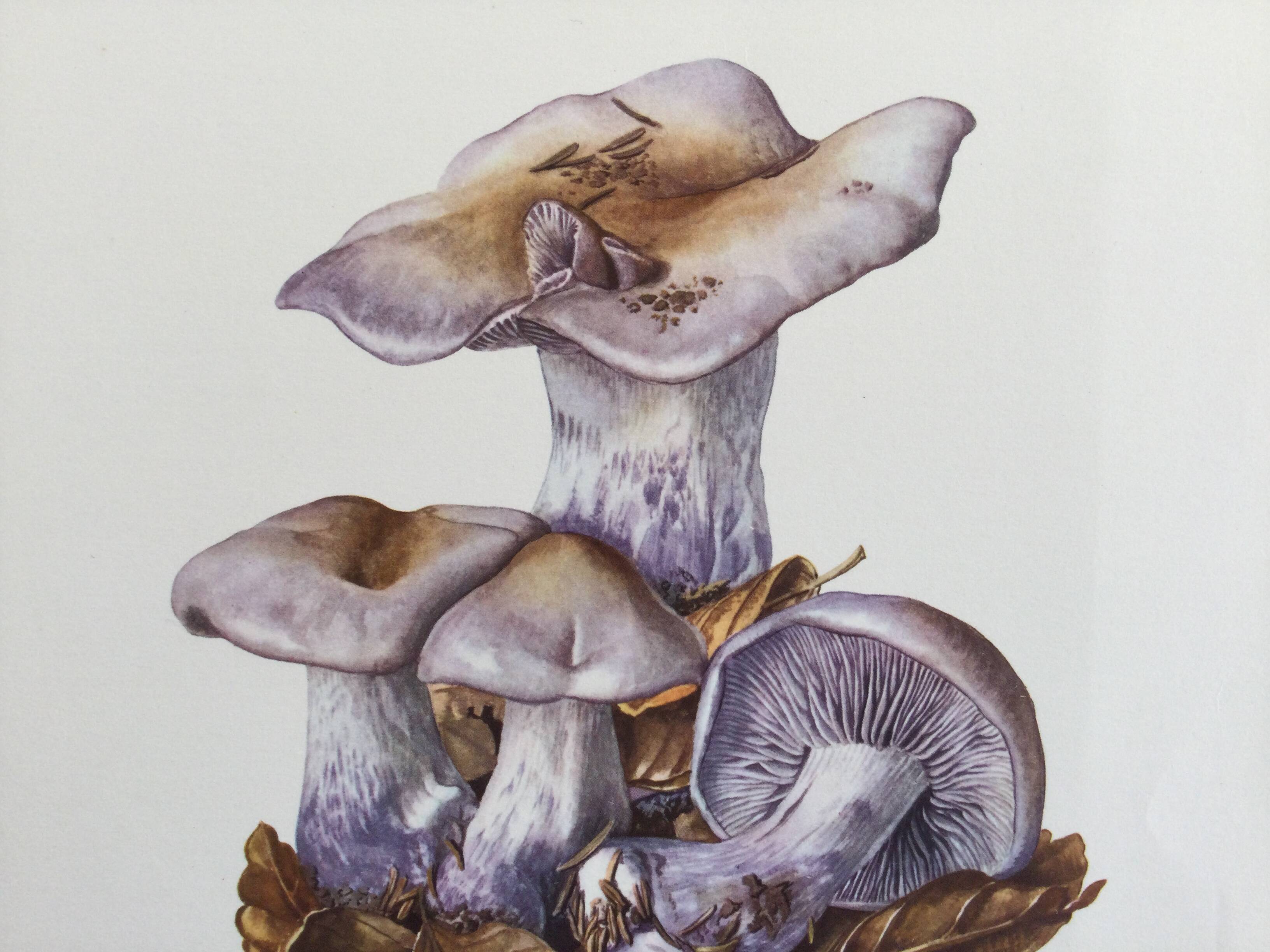 Botanical illustration "mushrooms", 1960s