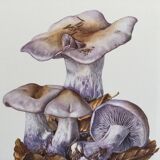 Botanical illustration "mushrooms", 1960s