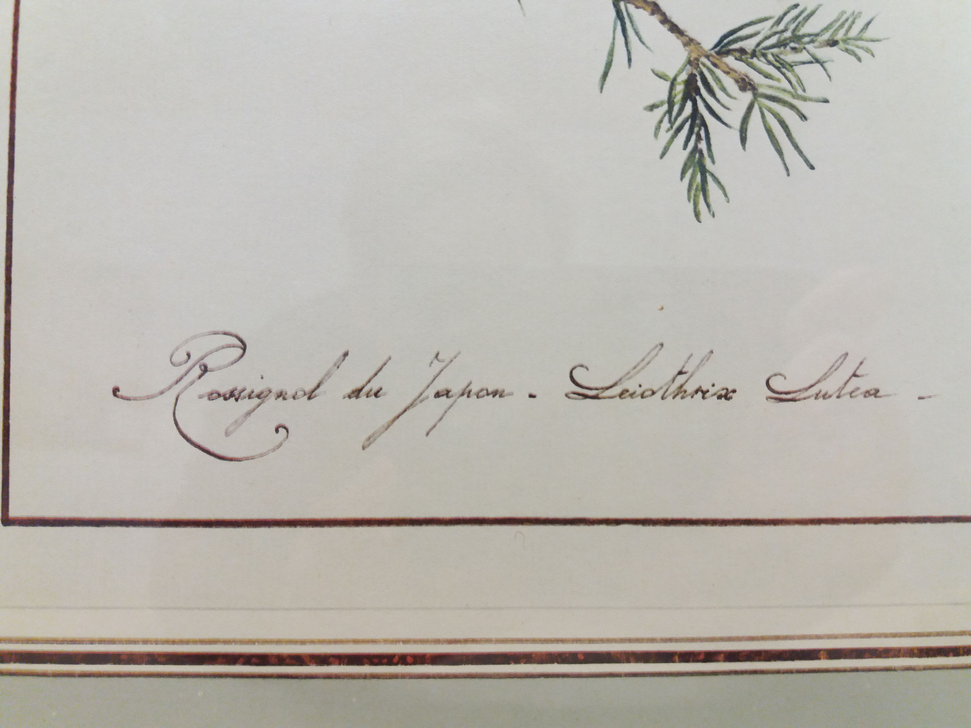 Japan Rossignol ornithological board