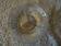 Round glass aperitif dish 3 compartments
