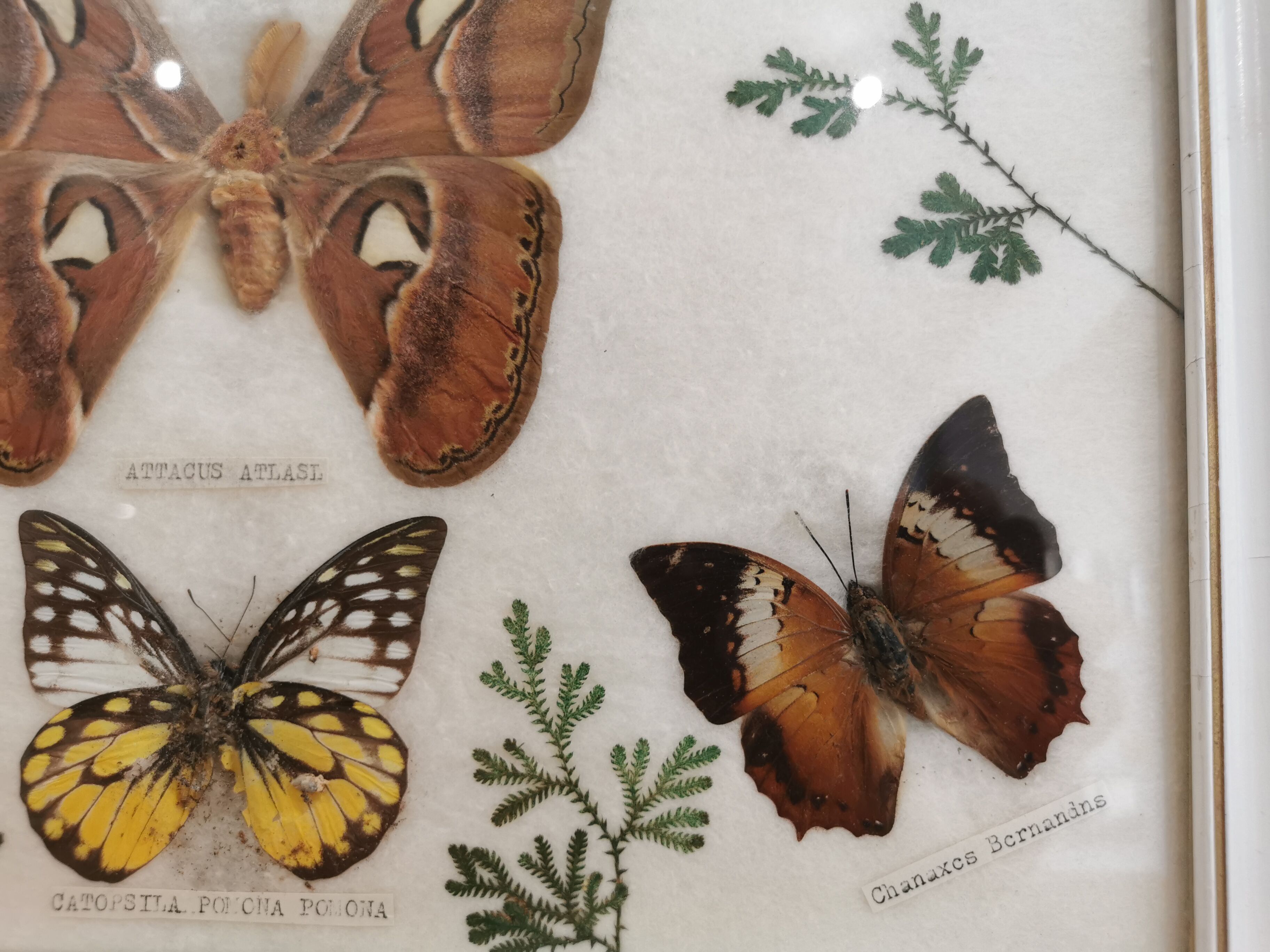 Vintage butterfly taxidermy frame
