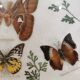 Vintage butterfly taxidermy frame
