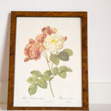 JP Redoute Cels Botanical Plank