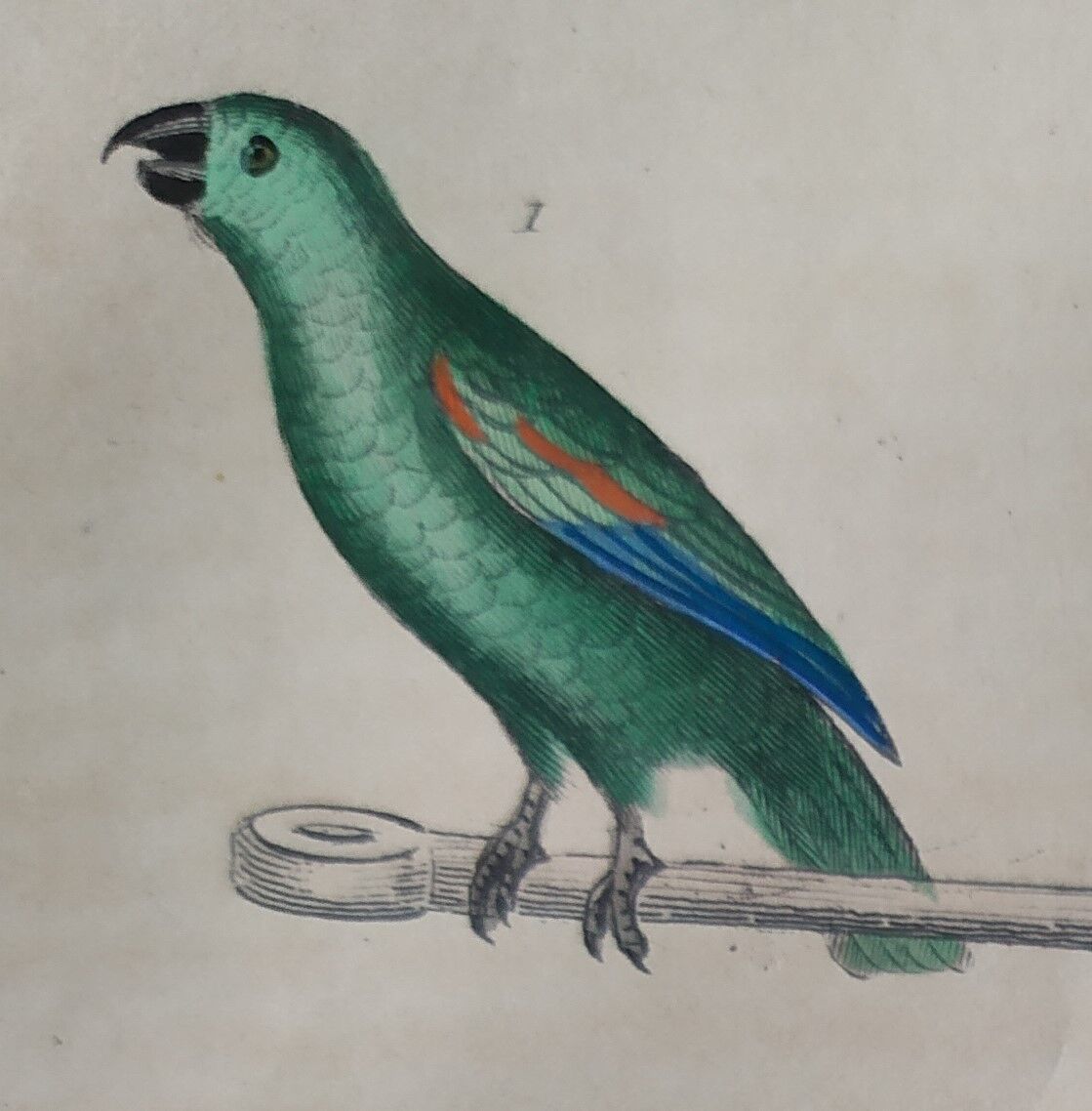 Original Ornithological plate " Meunier - Crik with blue face - &c... " Buffon (1836)