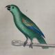 Original Ornithological plate " Meunier - Crik with blue face - &c... " Buffon (1836)