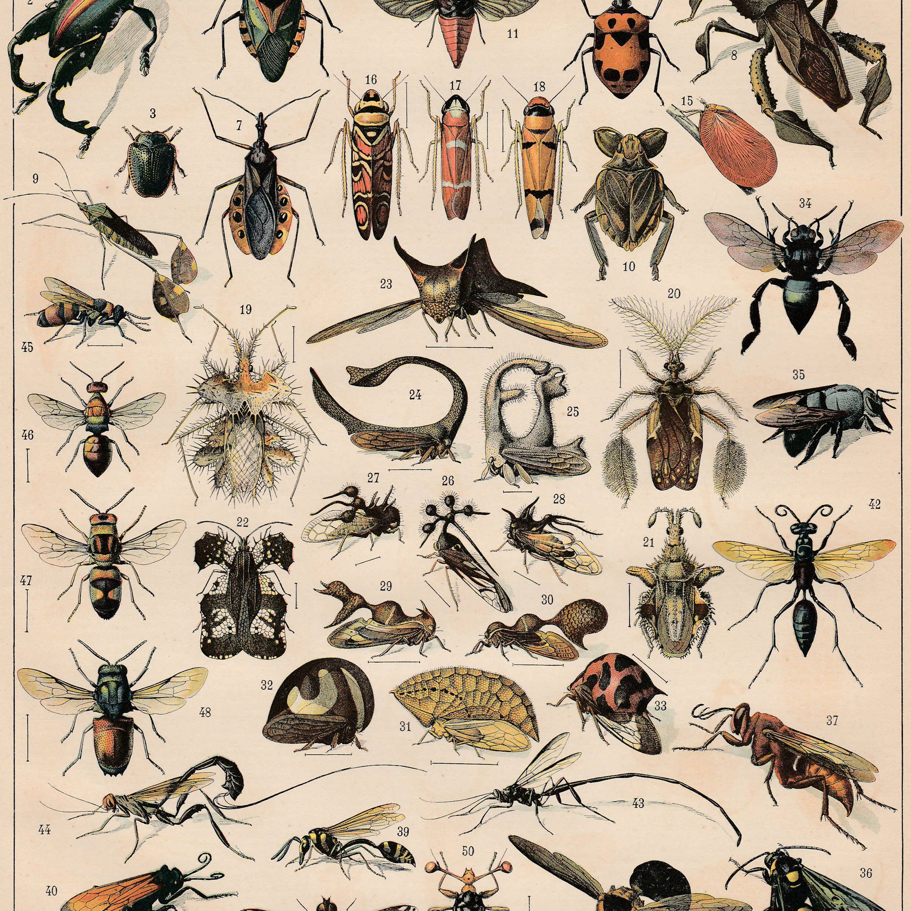 Old plate on insects 1897
