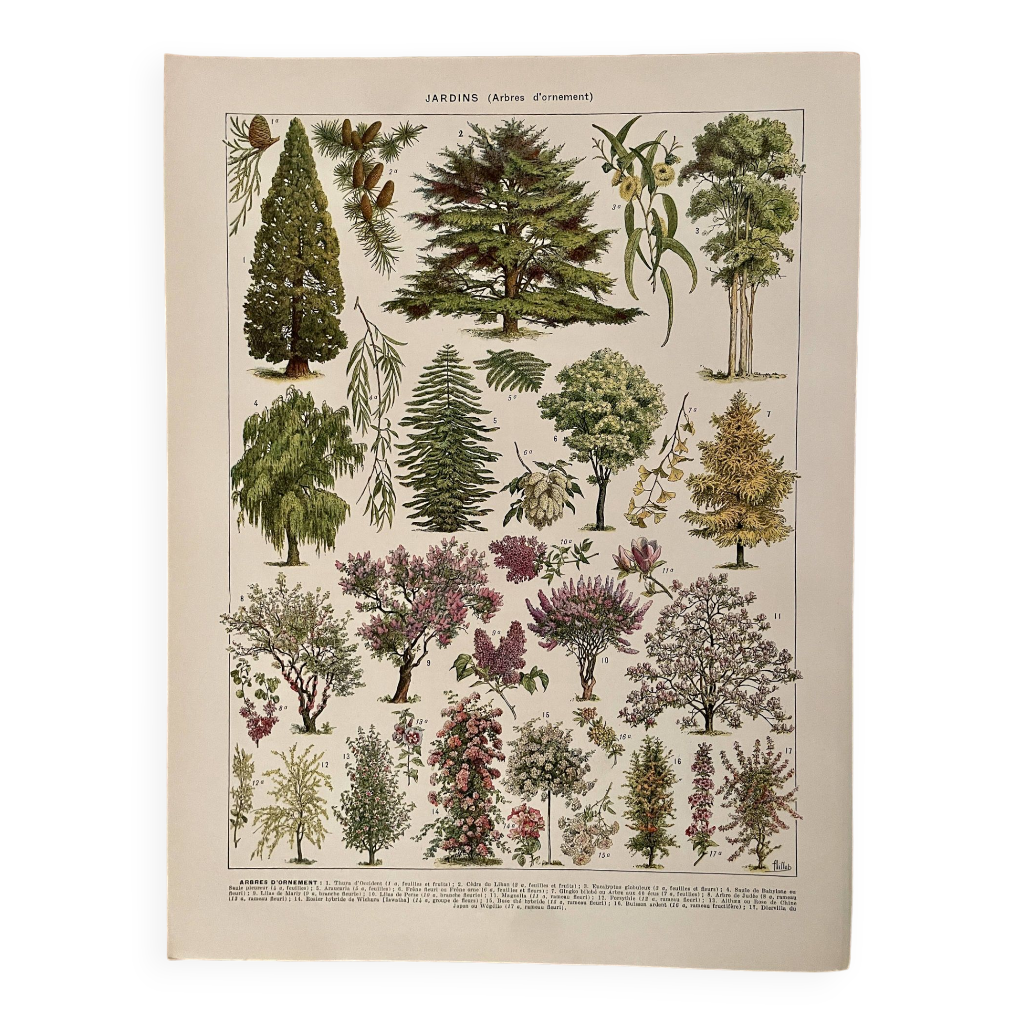 Lithograph on gardens (ornamental trees) - 1930 (cedar of Lebanon)