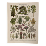 Lithograph on gardens (ornamental trees) - 1930 (cedar of Lebanon)
