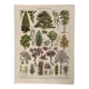Lithograph on gardens (ornamental trees) - 1930 (cedar of Lebanon)