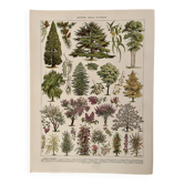 Lithographie sur les jardins (arbres d'ornements) - 1930 (cèdre du Liban)