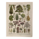 Lithograph on gardens (ornamental trees) - 1930 (cedar of Lebanon)