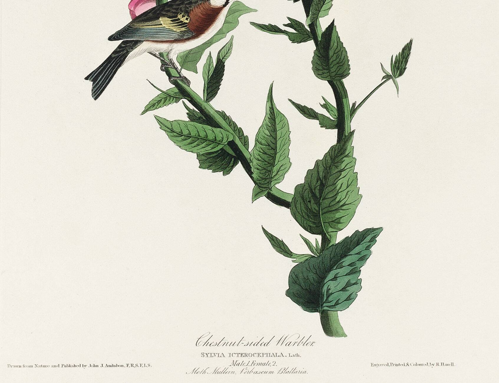 Affiche sur la Paruline à flancs marron, d’après une gravure ancienne de 18