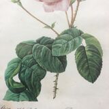 Dreaded "pink" engraving