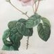 Dreaded "pink" engraving