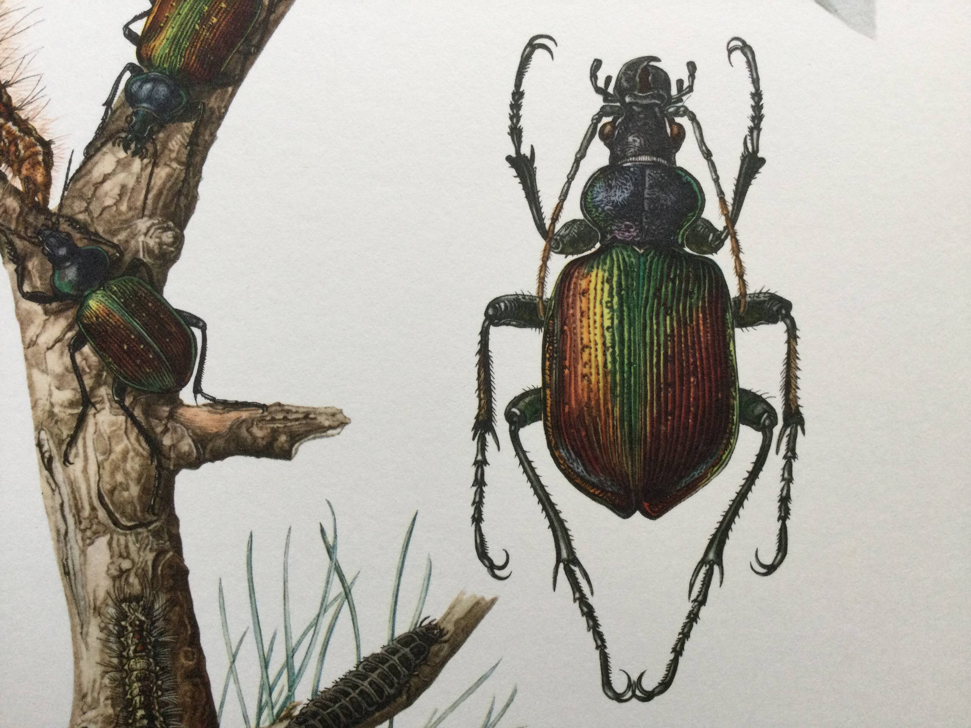 Antique illustration "insects", 1960s