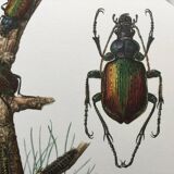 Illustration ancienne "insectes", années 60