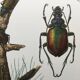 Antique illustration "insects", 1960s
