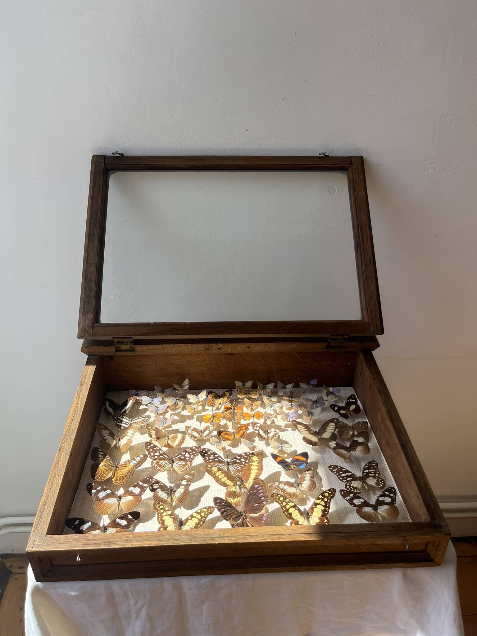 Vitrine / Collection de papillons anciens - 62 papillons