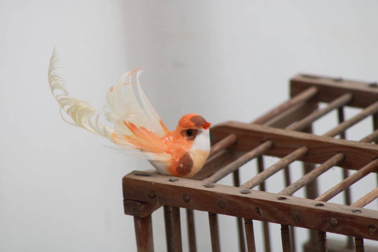 Wooden bird cage