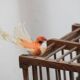 Wooden bird cage