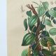 Antique plate from 1839 - Pepper tree - Botanical engraving hand-colored from nature