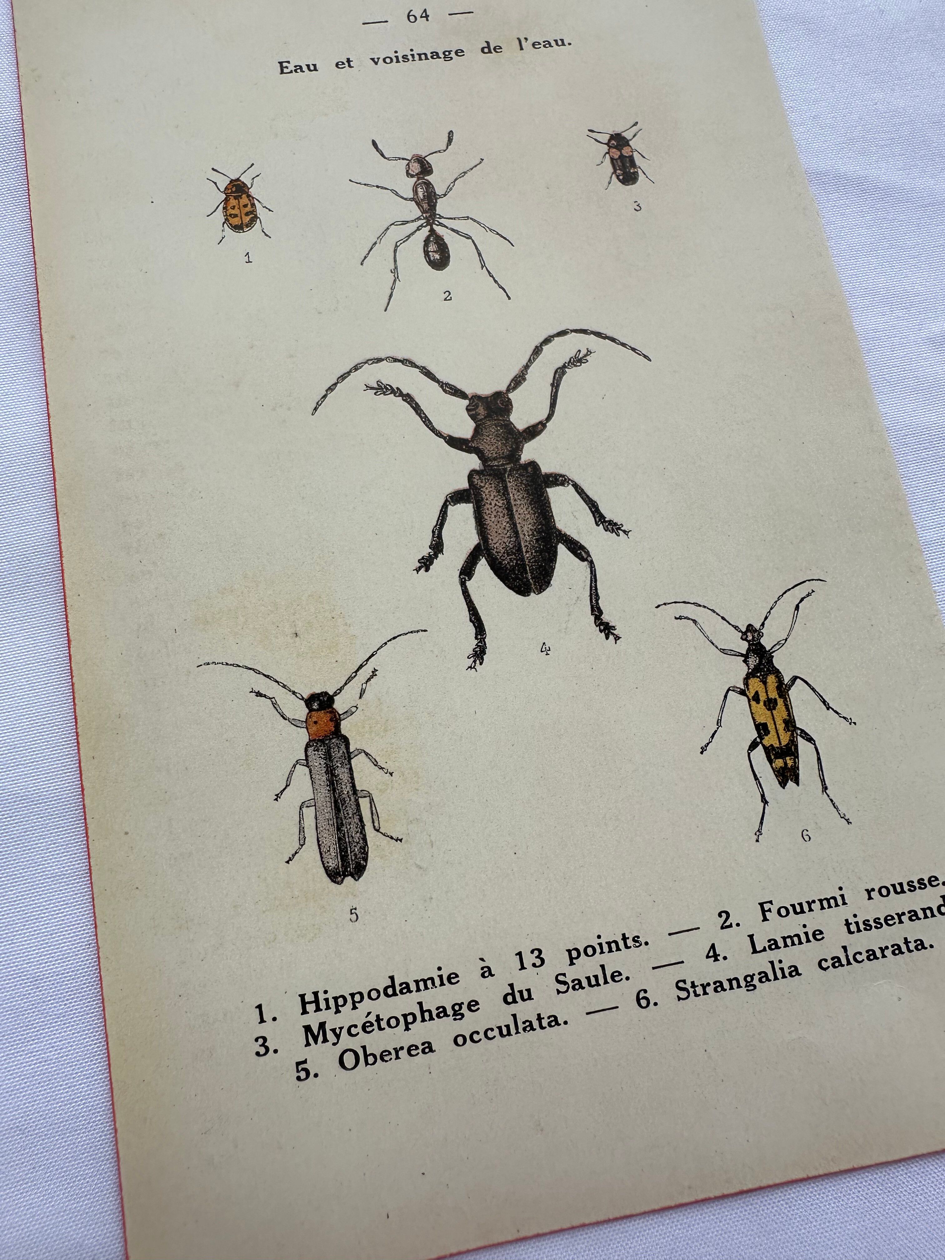 Vintage butterfly insect engraving