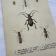 Vintage butterfly insect engraving
