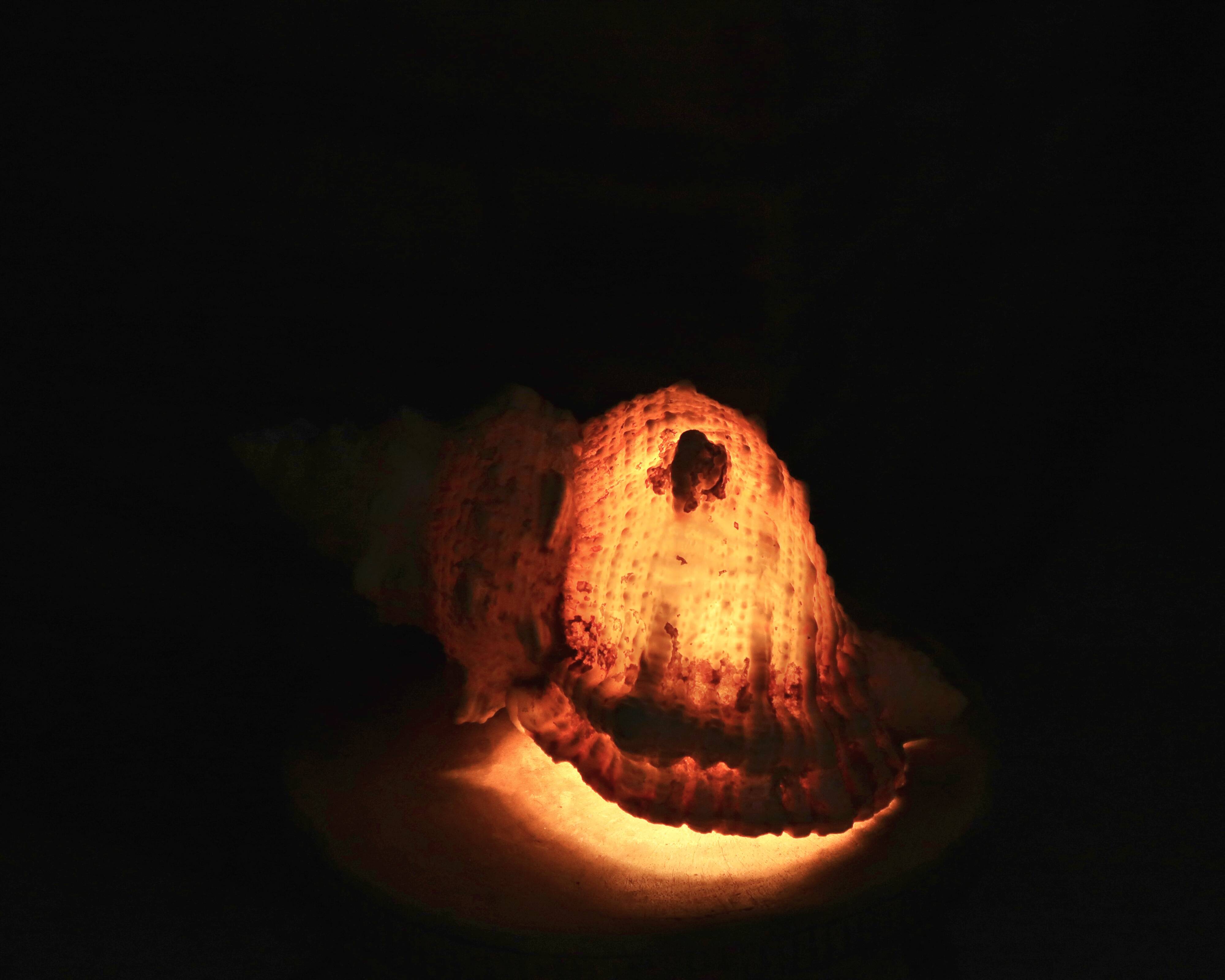 Wall sconce or table lamp, natural shell, 1960s