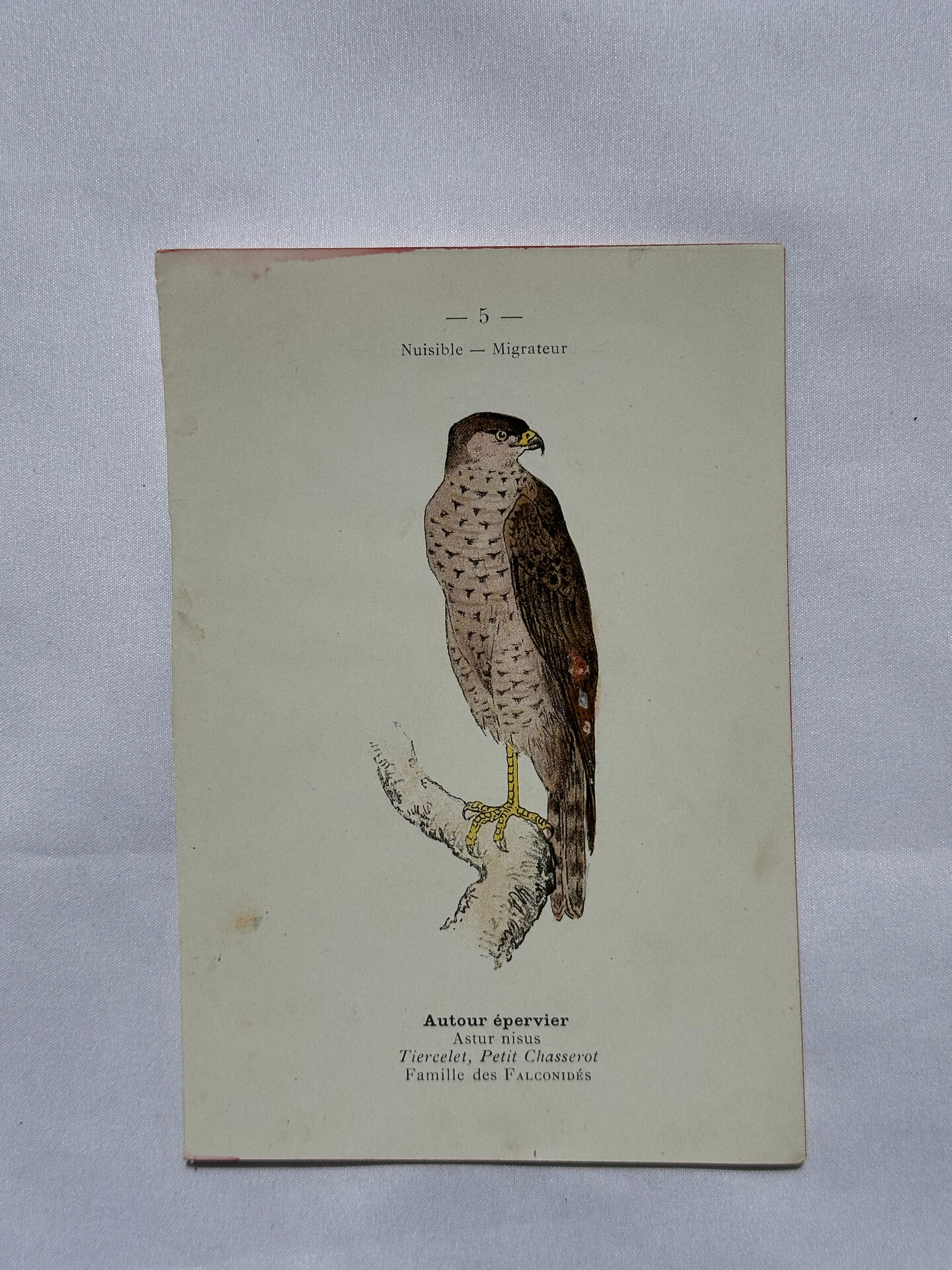 Planche Botanique Gravure oiseaux naturaliste  19eme recto verso  A