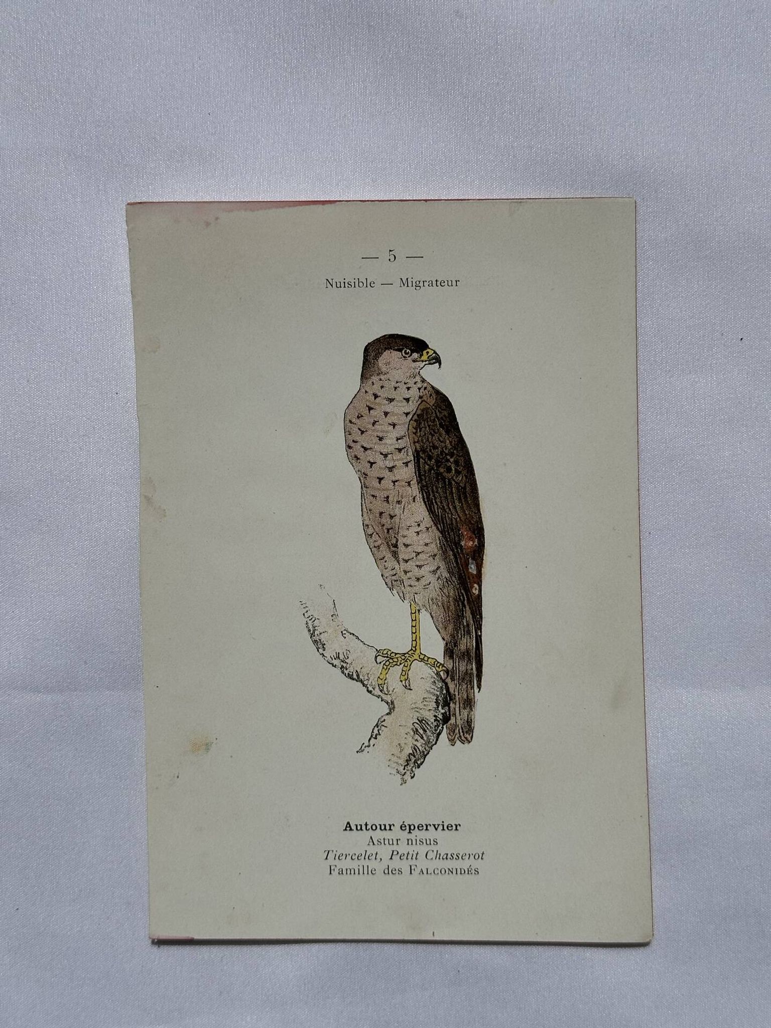 Planche Botanique Gravure oiseaux naturaliste  19eme recto verso  A