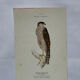 Planche Botanique Gravure oiseaux naturaliste  19eme recto verso  A