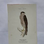 Planche Botanique Gravure oiseaux naturaliste  19eme recto verso  A