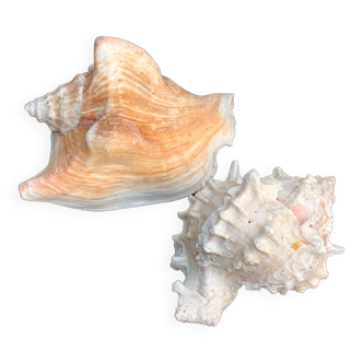 Set of two decorative and vintage shells, cabinet of curiosities, collector