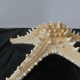 Starfish/diameter 25 cm