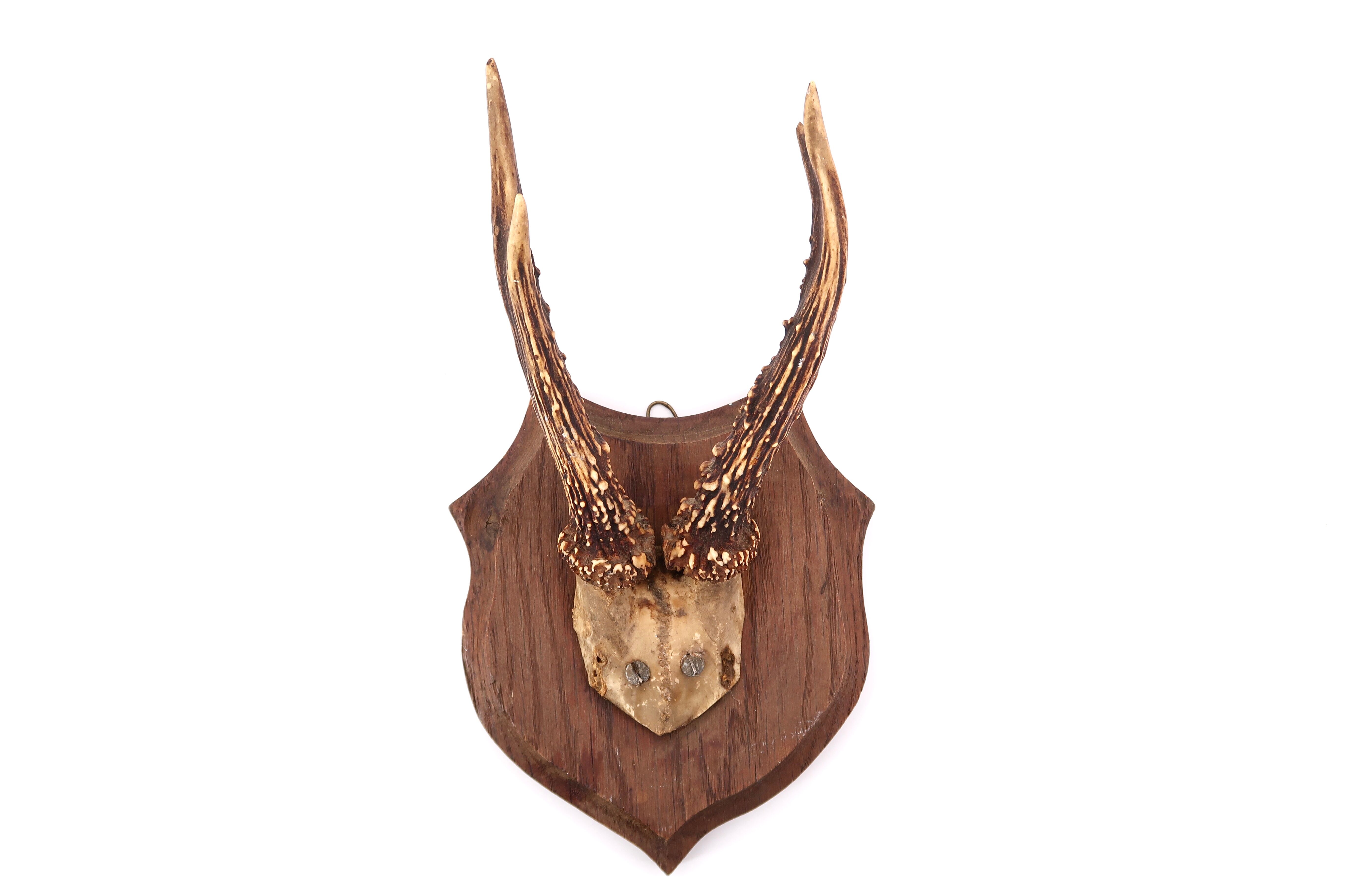 Deer antlers, wall trophy