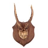 Deer antlers, wall trophy