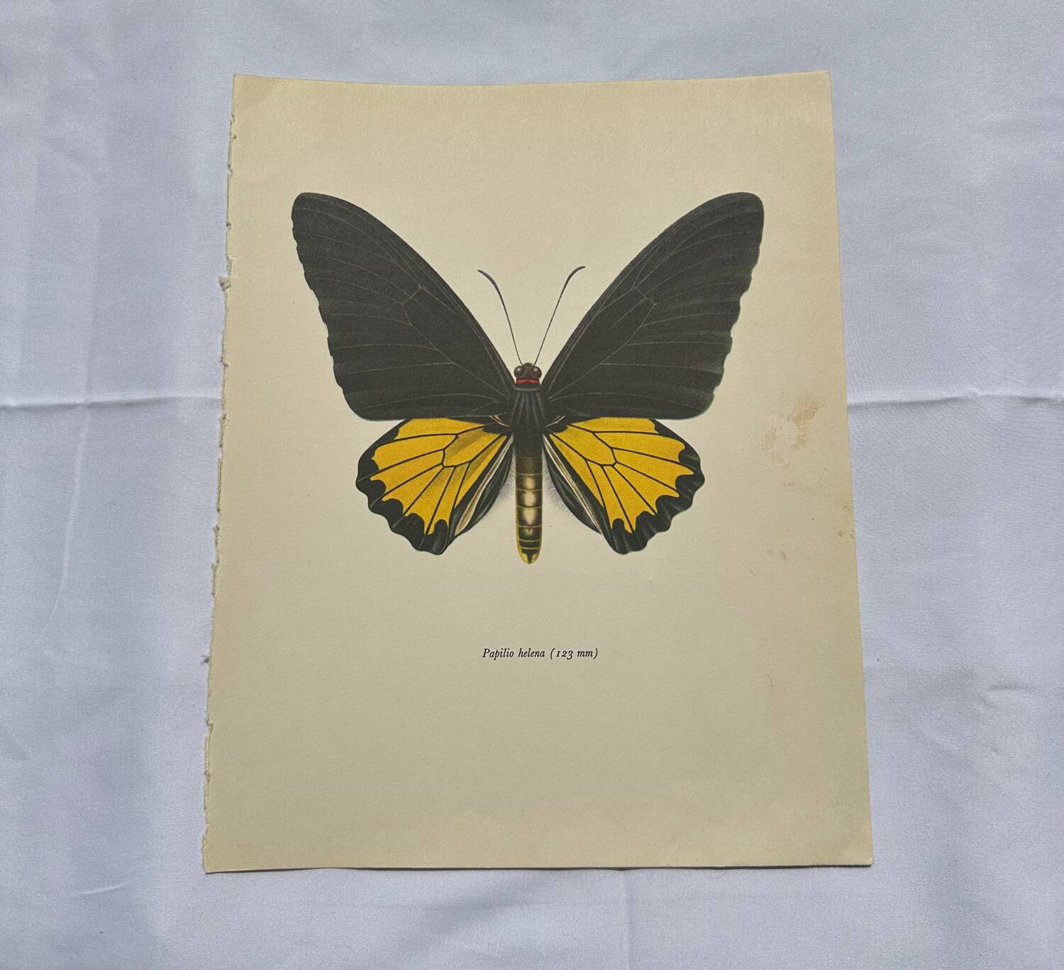 Antique butterfly engraving vintage botanical plate naturalist etching
