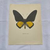 Antique butterfly engraving vintage botanical plate naturalist etching