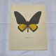 Old butterfly engraving vintage botanical plate etching naturalist