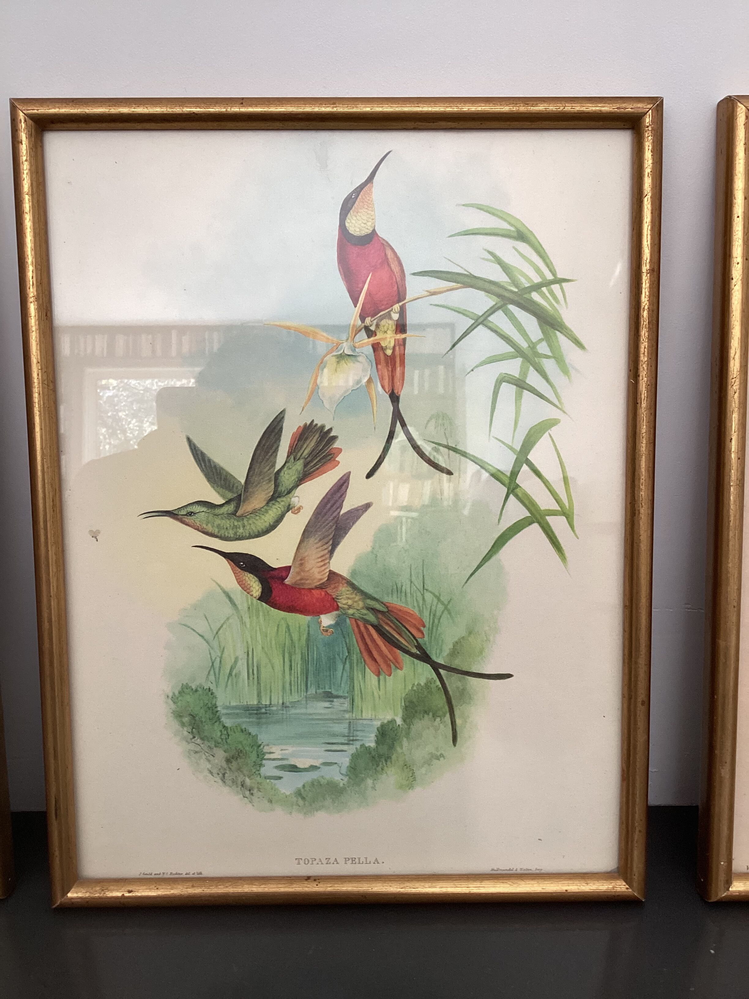 4 John Gould lithographs
