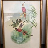 4 lithographies John Gould