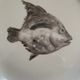 Set de 6 assiettes poisson Ascentielle