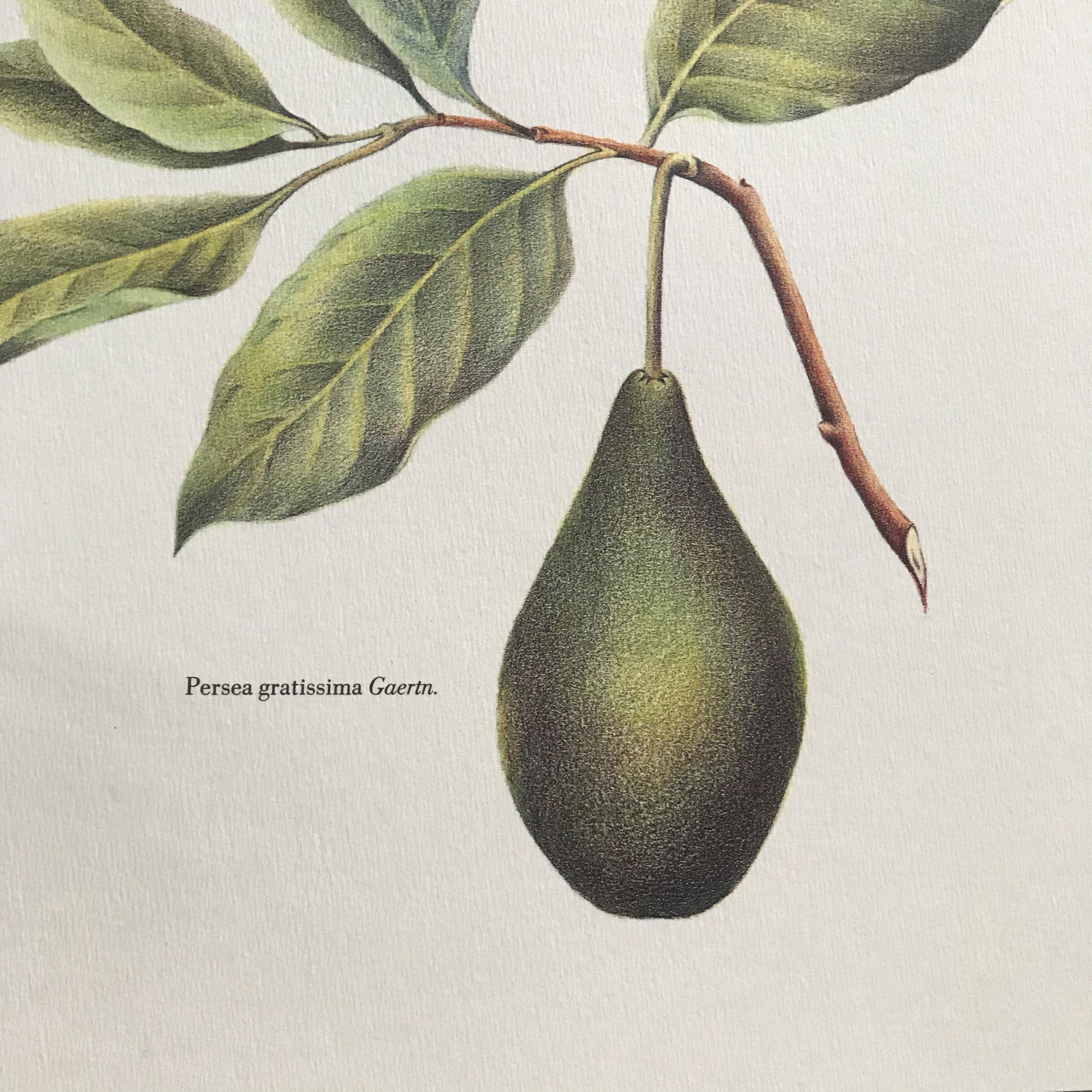 Botanical plank the avocado maker