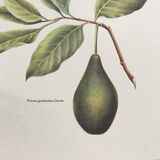 Botanical plank the avocado maker