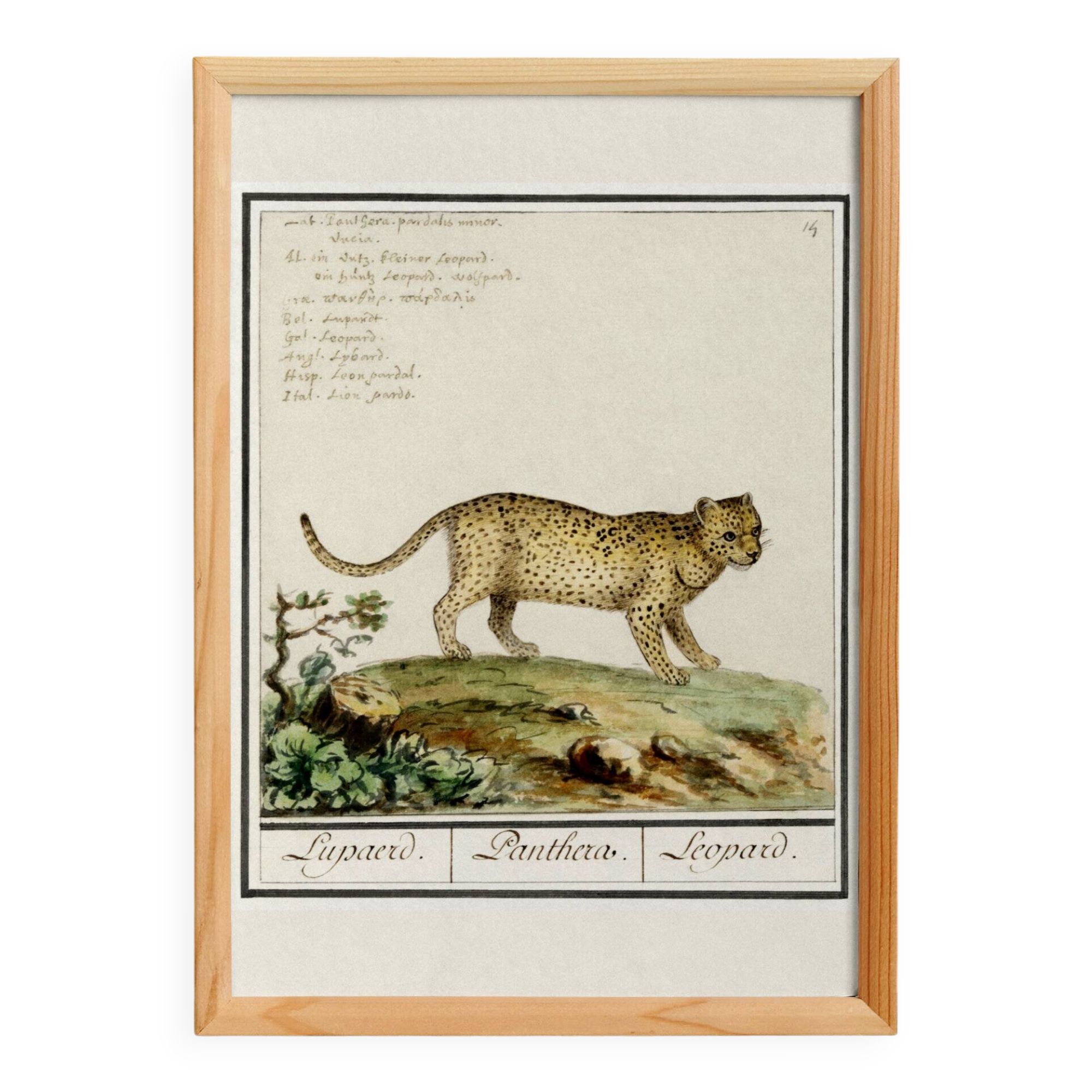 Small poster about the leopard, after an old engraving from 1610.