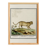 Small poster about the leopard, after an old engraving from 1610.