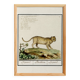Small poster about the leopard, after an old engraving from 1610.